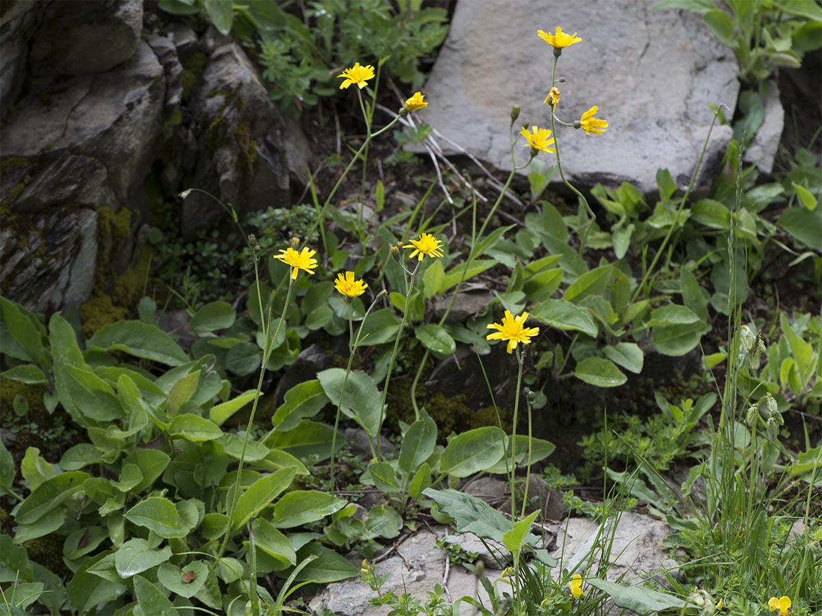 Habitus